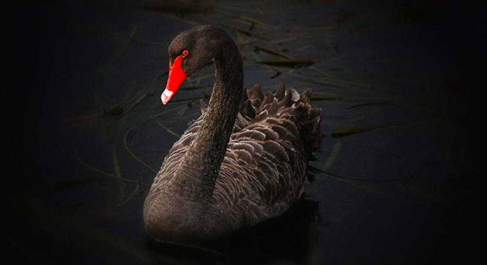 Rappresentazione visiva dell'articolo: Covid19: il Cigno Nero ci ha lasciato Black Days